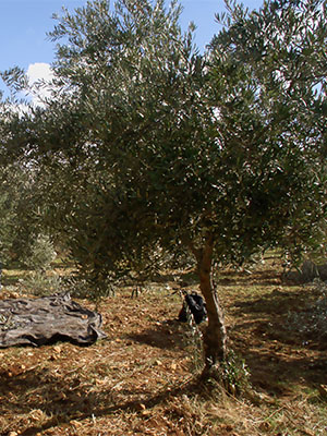 Photo: Olive tree